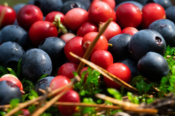 Wild berries on a green vegetative background in wood.