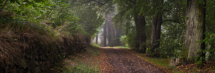 old road and big trees in fog,  mystical foggy forest