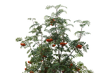 rowan branch with berries and leaves isolated on white background, Sorbus aucuparia called rowan