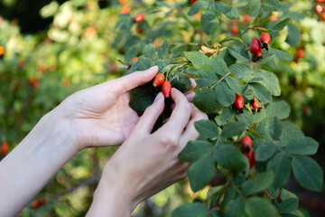 Two hands hold rose hips by the bush