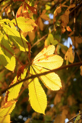 Marronnier aux feuilles brunes et vertes sous le soleil d'automne dans un parc