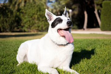 A white dog with a black spot in one eye in a park, White Swiss Shepherd mixed with English pointer
