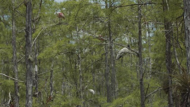 Roseate spoonbill (platalea ajaja) and a wood stork (mycteria americana) perching on a branch