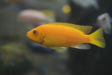 Red zebra cichlid in an aquarium