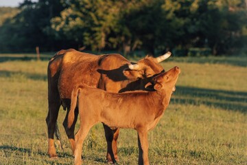 Mother brown cow with its calf on a field © Emily23/Wirestock Creators