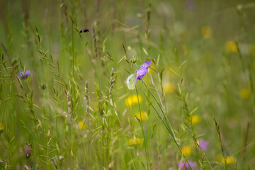 Closeup of mountain meadow in the alps