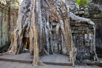 Distinctive trees growing at Ta Prohm temple, Angkor, Siem Reap, Cambodia