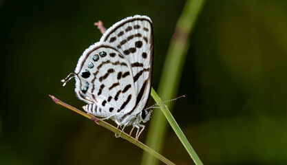 butterfly on leaf