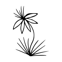 hand drawn doodle botanical floral element for floral design concept