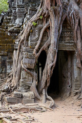 Fototapeta na wymiar Distinctive strangler fig at Ta Som temple, Angkor, Siem Reap, Cambodia