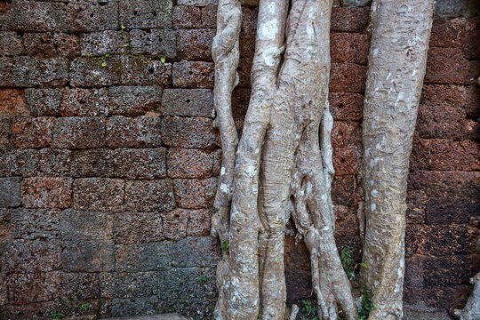 Detail of roots at Ta Som Temple, Siem Rep, Cambodia