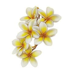 Obraz premium frangipani flower isolated on white background