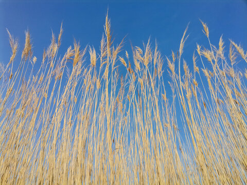 Plantas de cañizo seco bajo un cielo azul