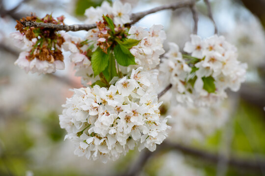 Flores de cerezo (Cerassus)
