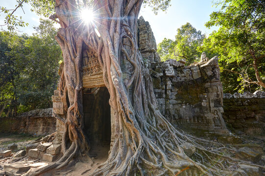 Distinctive strangler fig at Ta Som temple, Angkor, Siem Reap, Cambodia
