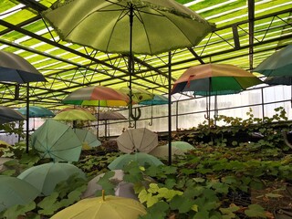 Creative Colorful Umbrellas at Indoor Cafe