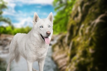 Obraz premium Dog in the national park, a travel companion. Smart dog, spirit of freedom.