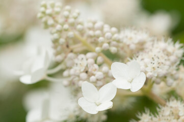 Fototapeta na wymiar Hydrangea white flowers, close up photo