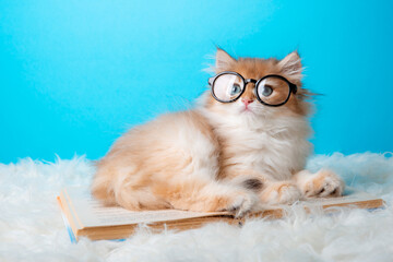 fluffy kitten with glasses and a book on a blue background, cat scientist, school concept