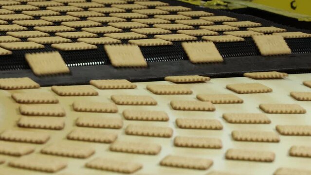 conveyor belt in motion at the confectionery factory for the production of cookies