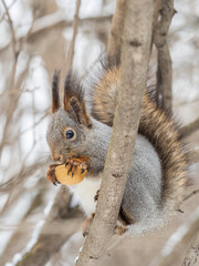 Obraz premium The squirrel with nut sits on tree in the winter or late autumn