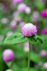 センニチコウ（千日紅）