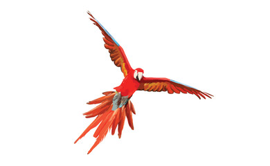Colorful macaw parrot flying isolated on white. Vector illustration © Passakorn
