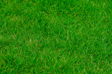 tropical leaves, abstract green leaves texture, nature background