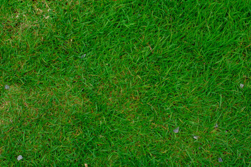 Green artificial grass natural background