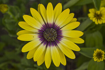 Osteospermum ecklonis