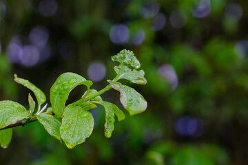 Grüne Knospen und frische Blätter des Hartriegel (Lat.: Cornus) - einer giftigen Gartenpflanze ....