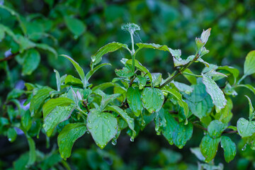 Ein nasser Zweig mit Bl&auml;ttern und gr&uuml;nen Knospen der giftigen Gartenpflanze Hartriegel (Lat.: Cornus) nach einem Fr&uuml;hlings-Regen
