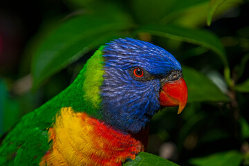 rainbow lorikeet parrot close up