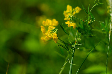 Wild yellow flowers of Meadow pee or Meadow vetchling are swayed by a light breeze.