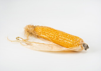 One ear of ripe, overripe corn with a dry leaf on a white isolated background