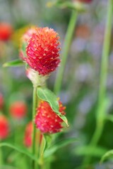 キバナセンニチコウ（黄花千日紅)