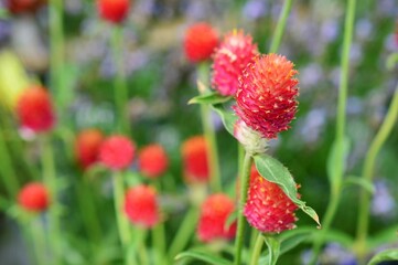 キバナセンニチコウ（黄花千日紅)