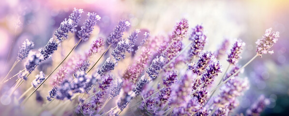 Selective and soft focus on lavender flower,
lavender flowers in the garden