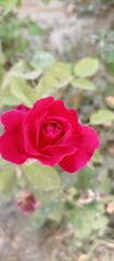 red rose in the garden