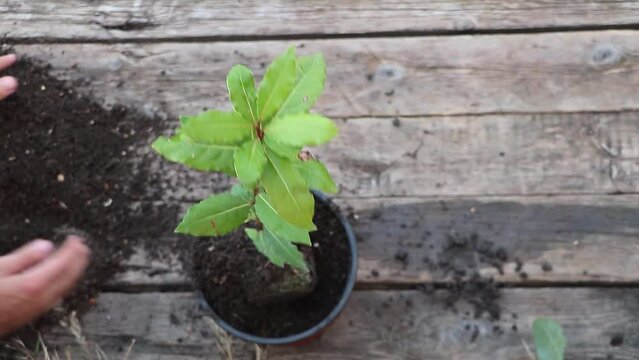 In the process of repotting Bay tree - Laurus nobilis. Adding new potting soil rich in humus
