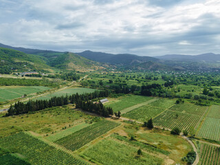Fototapeta na wymiar Beautiful incredible view from a drone of grape fields against the background of mountains. Beautiful landscape of vineyards on a bright summer day.