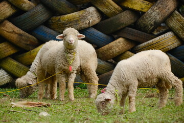 Obraz premium sheep in a field