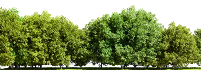 Gardinen Baumreihe isoliert auf transparentem Hintergrund. 3D-Darstellung © valentyn640