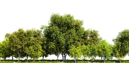 Row of trees isolated on transparent background. 3D rendering illustration