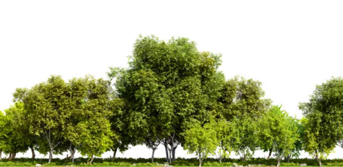Gordijnen Row of trees isolated on transparent background. 3D rendering illustration © valentyn640