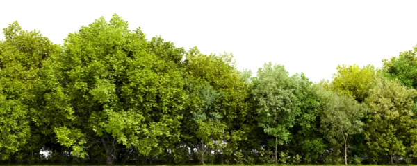 Gordijnen Row of trees isolated on transparent background. 3D rendering illustration © valentyn640