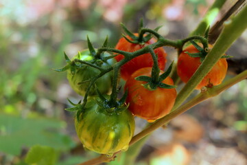 organic ripe tomatoes grown in the garden close-up selective focus