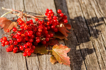 Red berries of viburnum on rustic wooden background