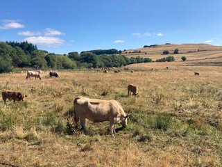 L'Aubrac aveyronnais