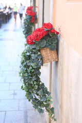flower box with geranium pot plants red flowers closeup outdoor photo on open air restaurant background